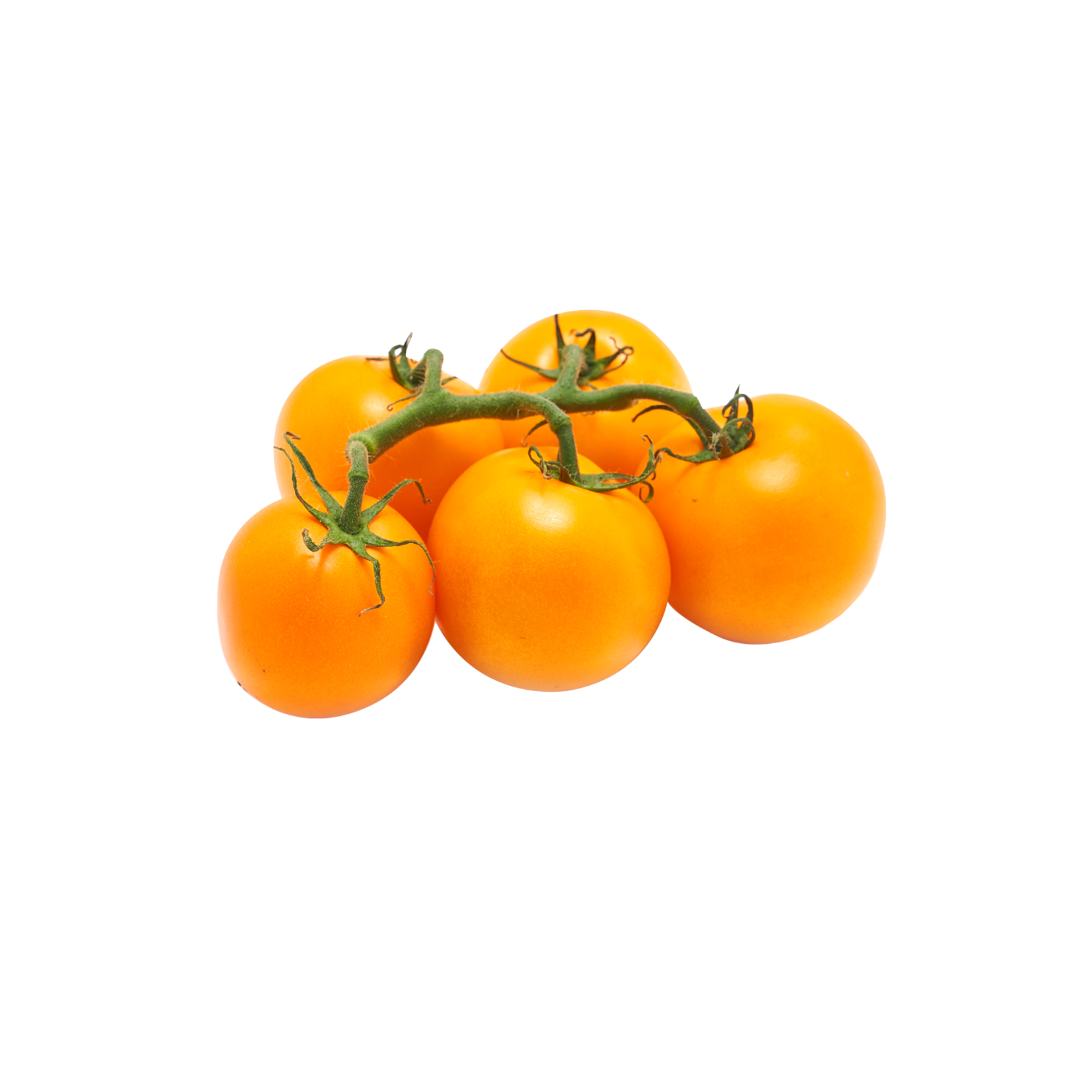 Orange Tomatoes on-the-vine 